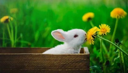 九游会j9官网真人游戏第一品牌🏆WTT重庆冠军赛男单决赛:王楚钦4-1击败林诗栋,夺得冠军